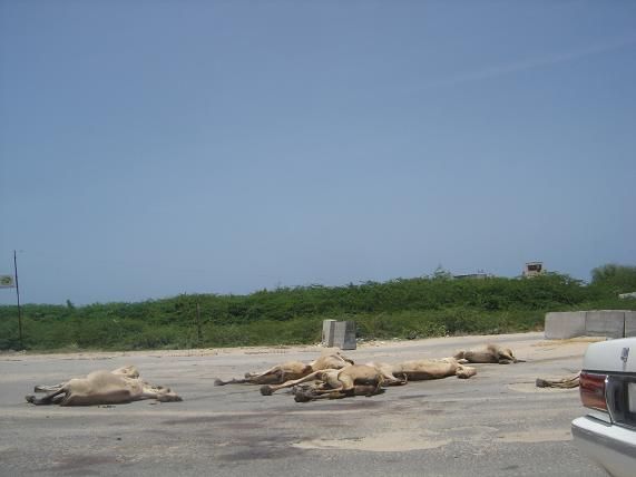 DSC09364