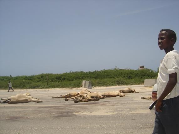 DSC09366